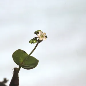 Montia perfoliata