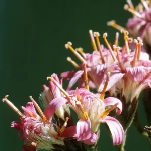 Perezia microcephala