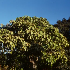 Aleurites