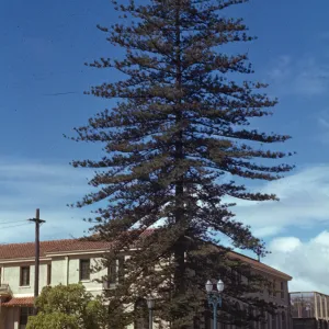 Araucaria heterophylla