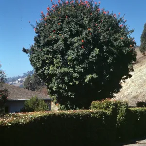 Tecoma capensis (Tecomaria capensis)