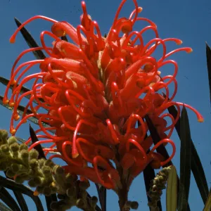 Grevillea banksii