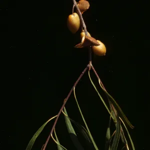 Pittosporum phylliraeoides 