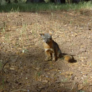 Island Fox, Santa Cruz Island
