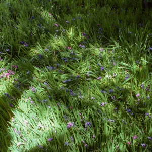 Blue-Eyed Grass in De Forest Home Garden