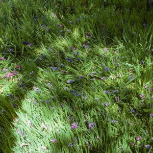 Blue-Eyed Grass in De Forest Home Garden