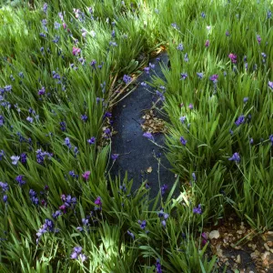 Blue-Eyed Grass in De Forest Home Garden