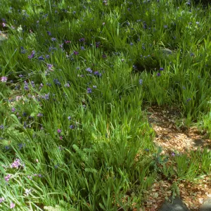 Blue-Eyed Grass in De Forest Home Garden
