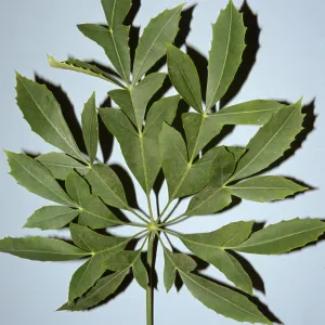 Cussonia spicata