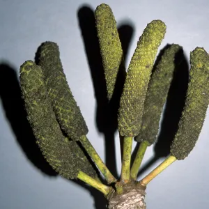Cussonia spicata
