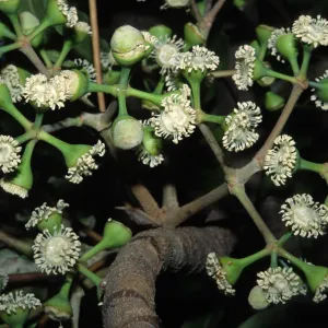 Schefflera pueckleri