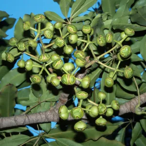 Schefflera pueckleri