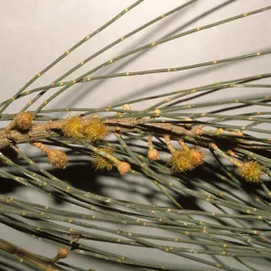 Allocasuarina verticillata