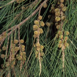 Casuarina cunninghamiana