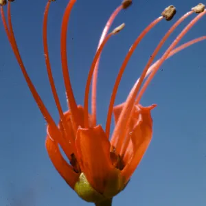 Greyia sutherlandii