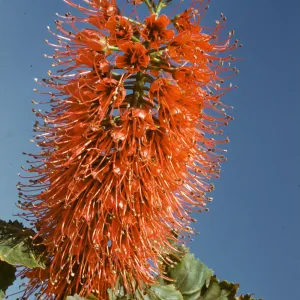 Greyia sutherlandii
