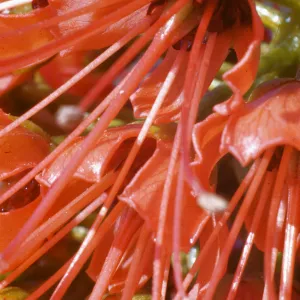 Greyia sutherlandii