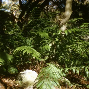 Wodwardia fern, SBBG