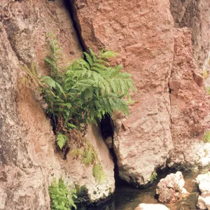 Woodwardia fern, Pinnacles National Monument