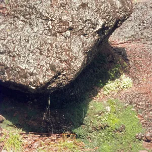 dripping rock, Pinnacles National Monument