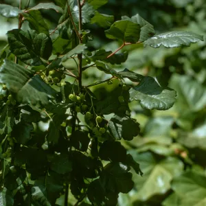 Rhus diversiloba