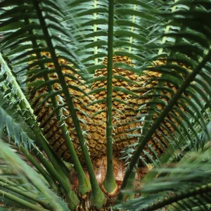 Encephalartos