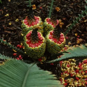 Encephalartos