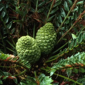 Encephalartos