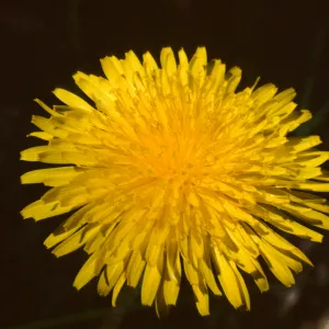 Taraxacum officinale