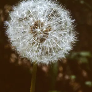 Taraxacum officinale
