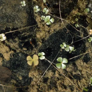 Marsilea vestita