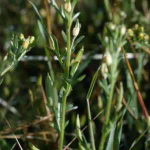 Tropidocarpum