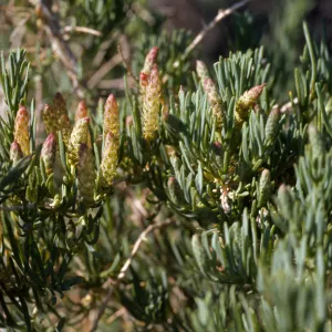 Sarcobatus vermiculatus