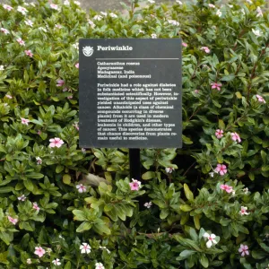 Vinca