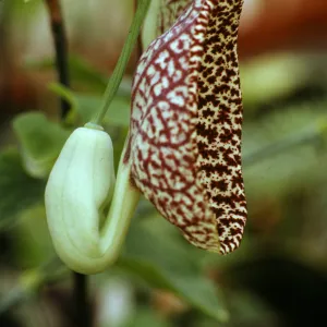 Aristolochia