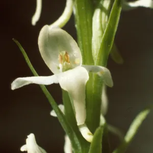 Platanthera