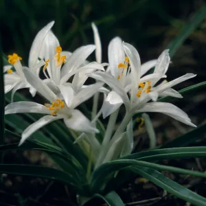 Leucocrinum montanus