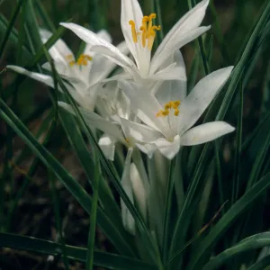 Leucocrinum montanus