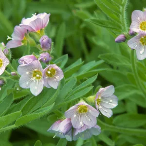 Polemonium pulcherrimum