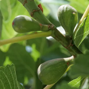 ficus