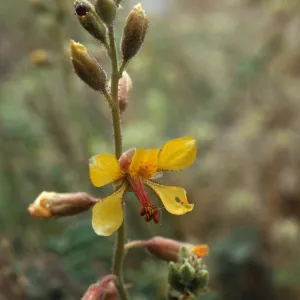 Hoffmanseggia densiflora