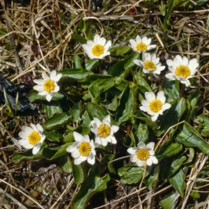 Caltha leptosepala