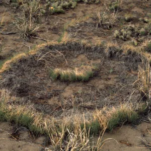 Muhlenbergia torreyi