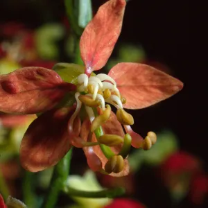 Hoffmannseggia densiflora