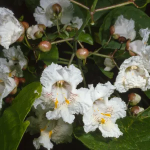 Catalpa