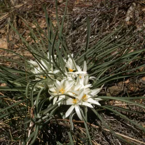Leucocrinum montanum