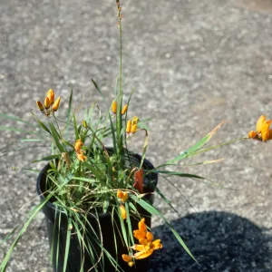 Ixia Maculata I23