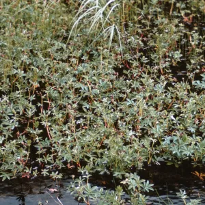 Potentilla palustris, Alaska