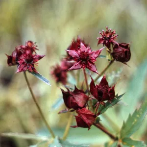 Potentilla palustris, Alaska