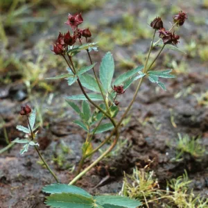 Potentilla palustris, Alaska